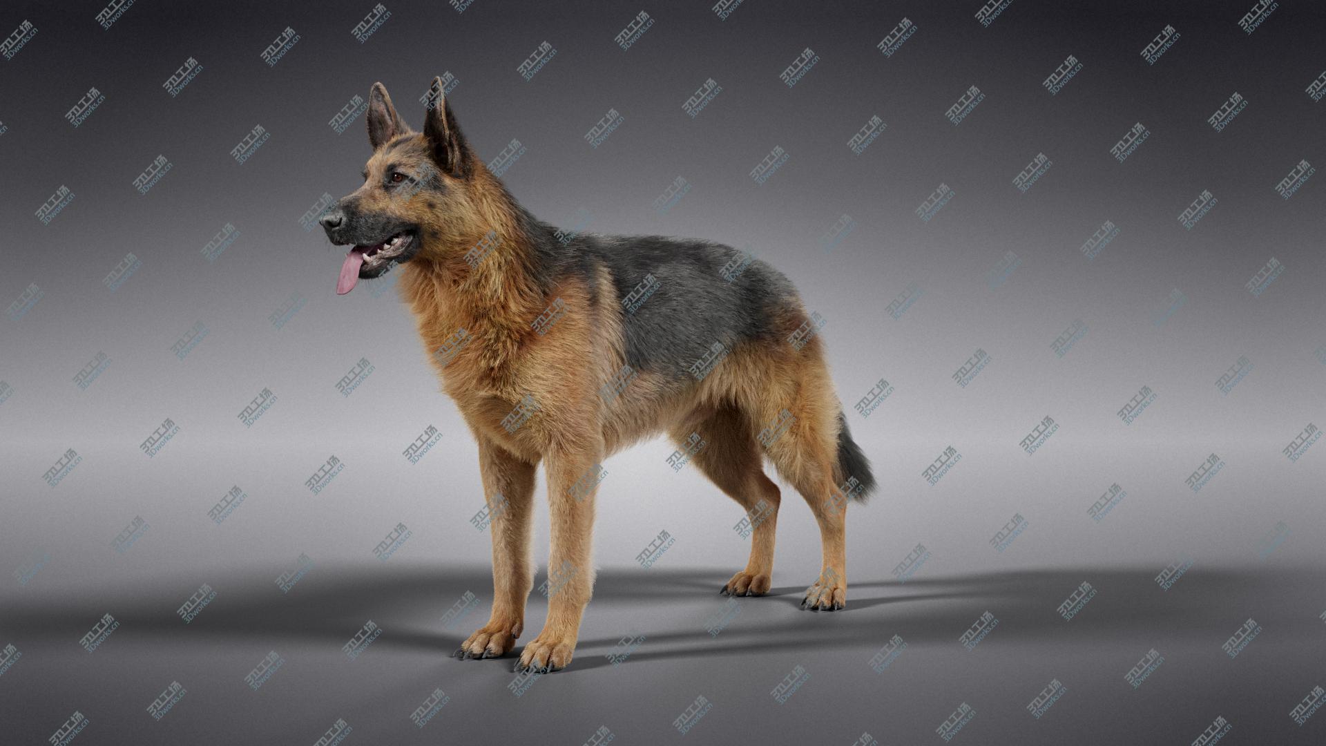 images/goods_img/202105074/German Shepherd model/1.jpg